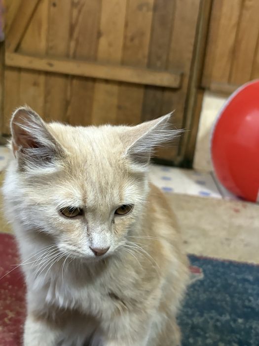 Рыжый котенок 3 месяца