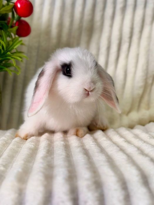 QUYON BOLASI. Dekorativ Karlik Baran quyonlar. Qafaslariyam bor