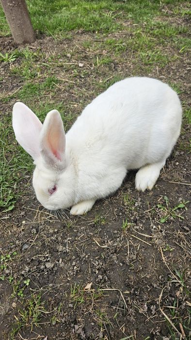 Mascul hycole francez