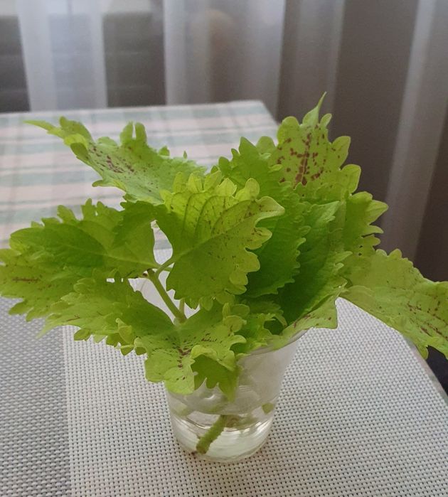 Колеусы    срезы