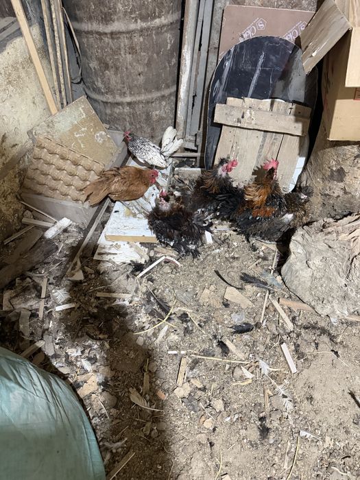 Сибраит и кудрявий