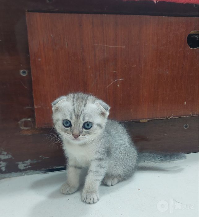 Зоти тоза Мушук болалари
