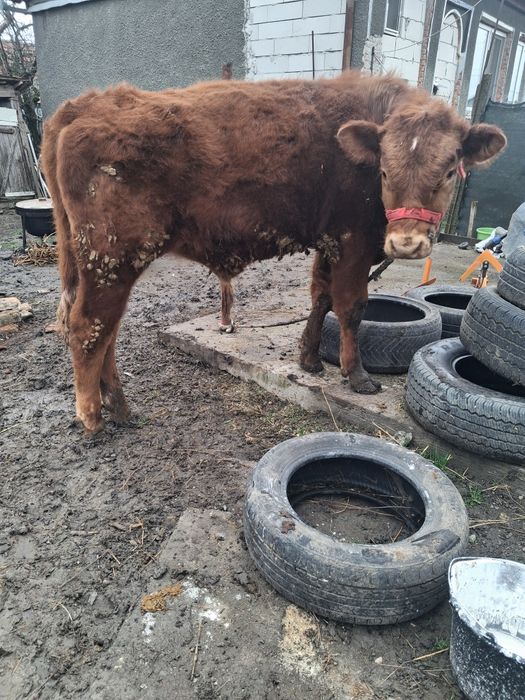 Vând vițel limousine