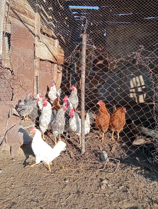 Оптом продам петушков