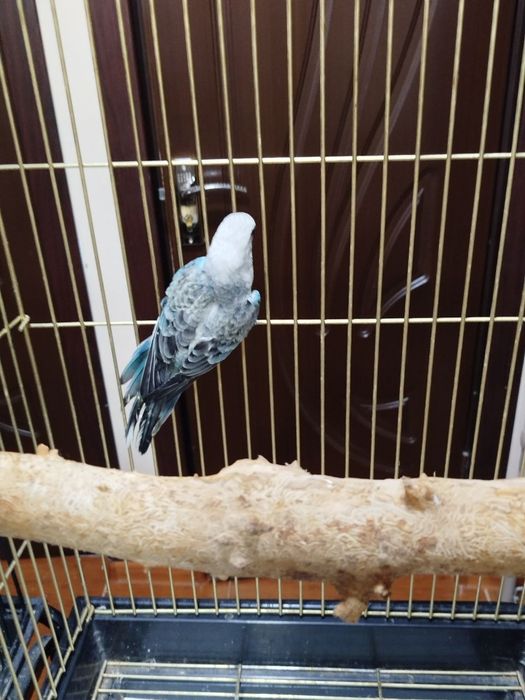 Продам двух певчих самцов. Только начали кушать самостоятельно