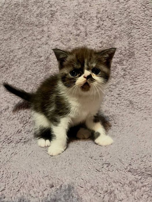 Продаются котята