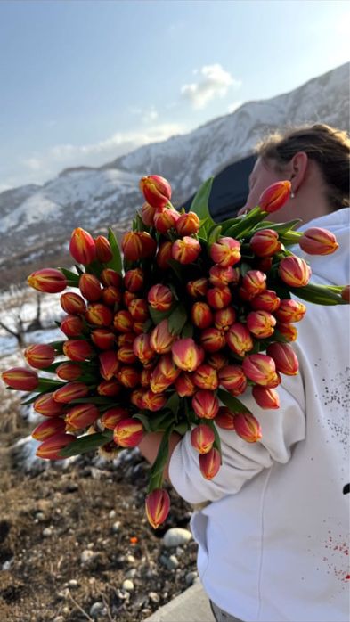 Лучшие тюльпаны с голландской луковицы