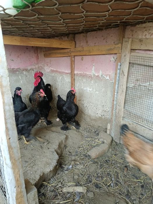 Хонаки товуклар сотилади зурлари