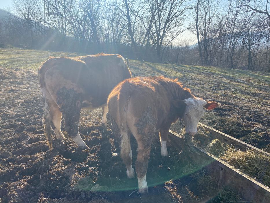 Vând 3 vaci și 2 vitele