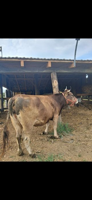 Vând vaca bruna de Maramureș
