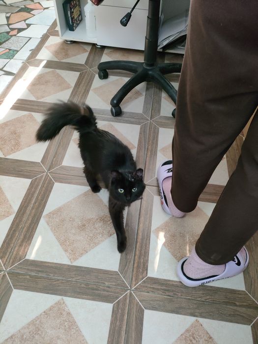 Кошечка ищет дом