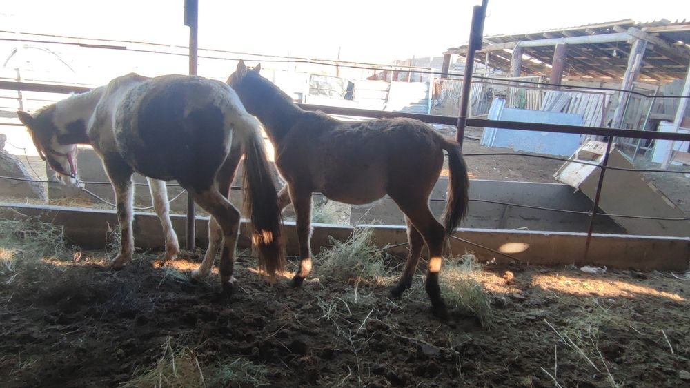 Продам кунан тай жылкы