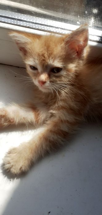 Отдам котят в добрые ручки!