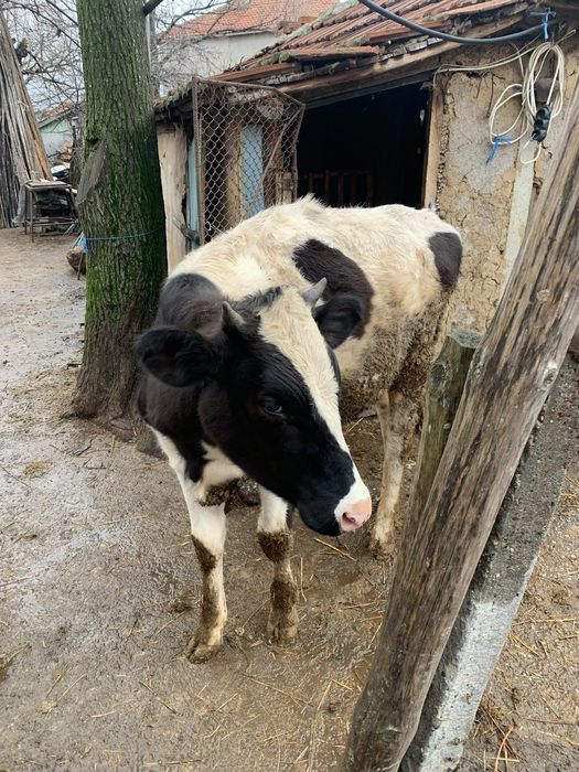 Продавам женско теле на осем месеца!