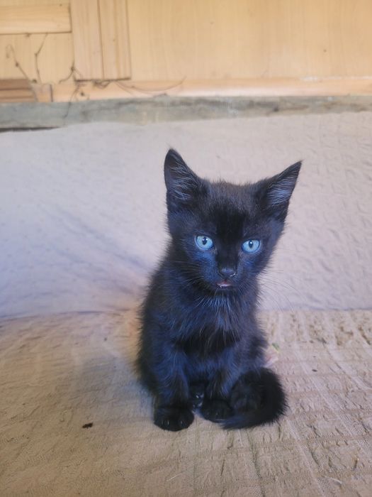 Отдам бесплатно котят
