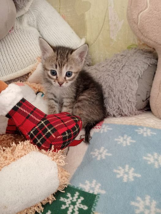 Котята, отдам в добрые руки