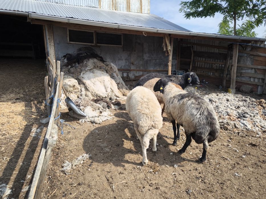 Vând berbeci rasa Karakul cu certificat de origine