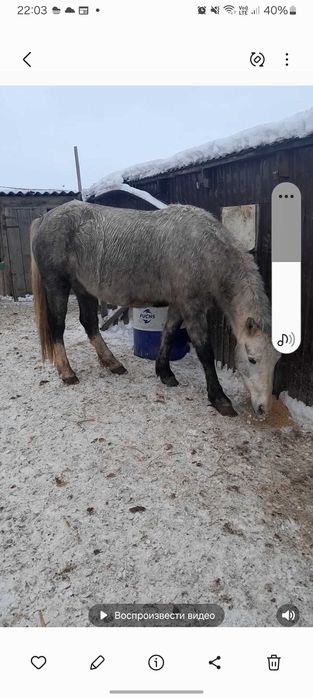 Жеребая  кабыклка 4 года