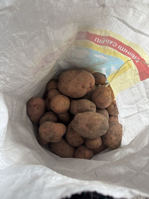 Картофель домашний едавой! Сорт славянка