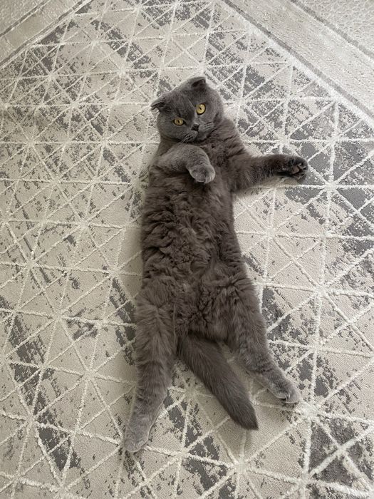 Отдам кошку бесплатно