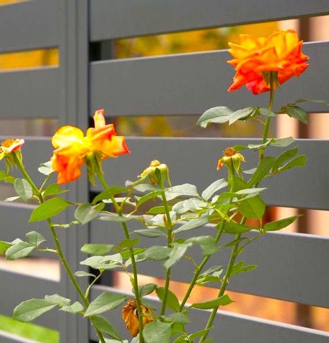 Оградни пана и дворни врати РАНЧО - Оградки БГ