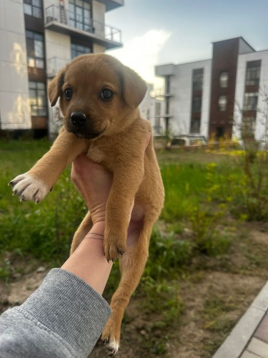 Замечательные щенки