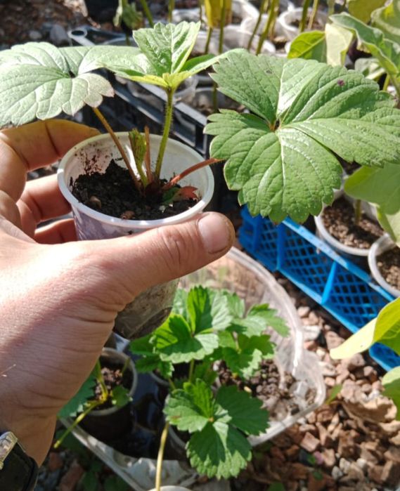 Продам клубнику ремонтантная Альбион,Виктория.