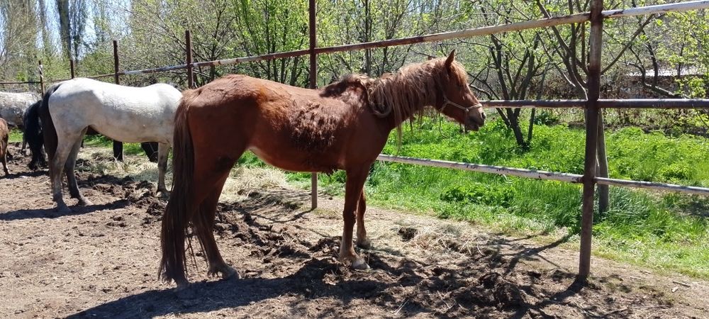 Бие 3 жасар буаз емес