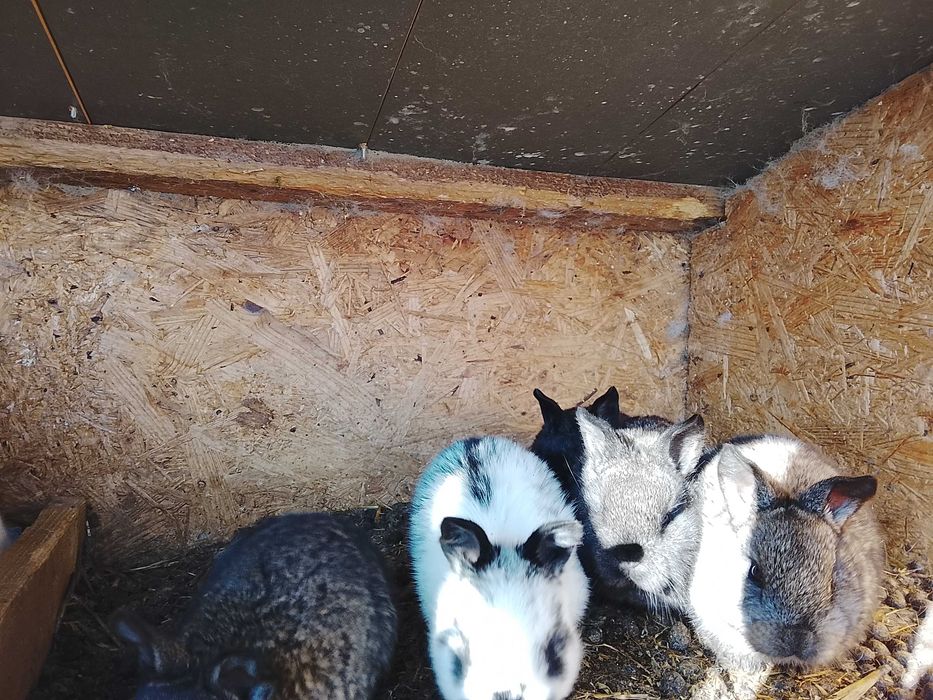 De vânzare sau schimb