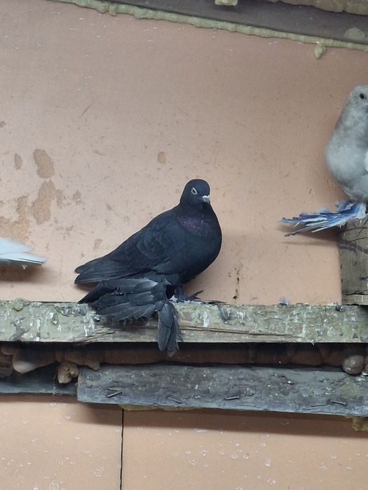 Продам голубей бойных