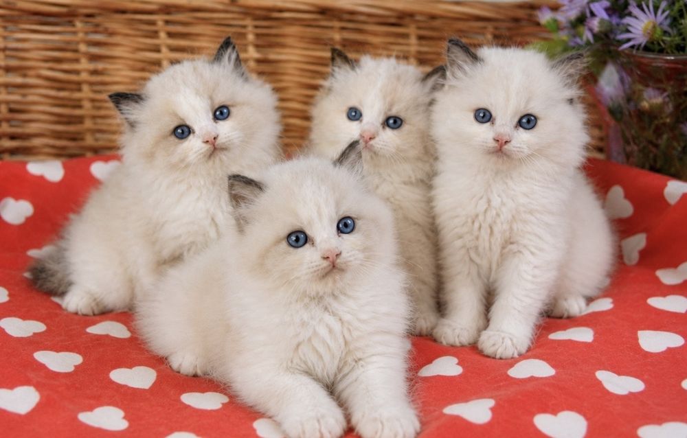 Регдол/ Ragdoll/ котенца