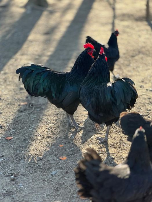 Oua de incubat Wyandotte gsg,argintiu sau/si Australorp