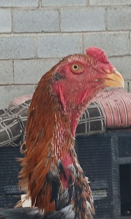 Продам корееца.1/2 месяц