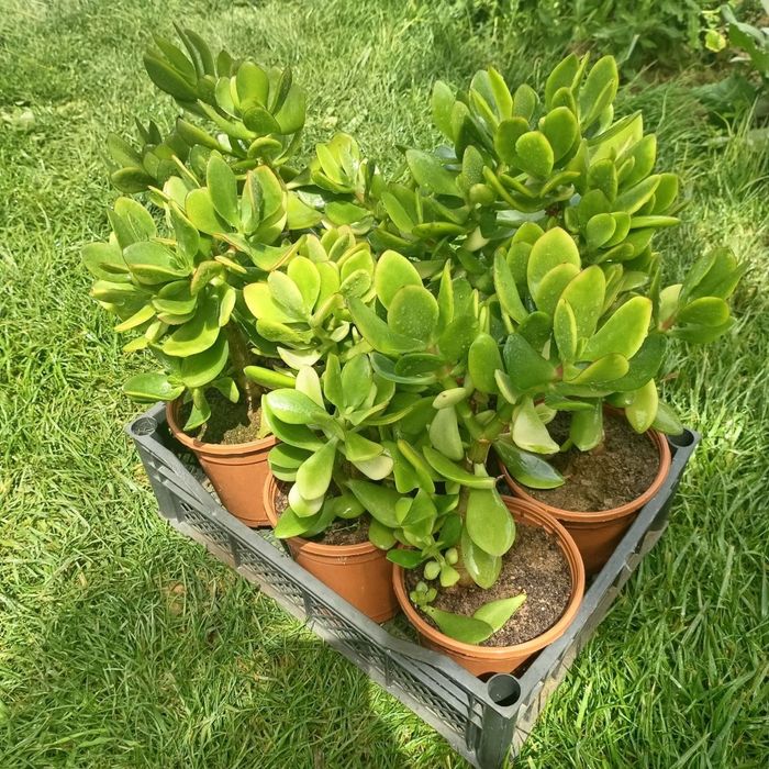 Денежное дерево, Crassula ovata, Толстянка