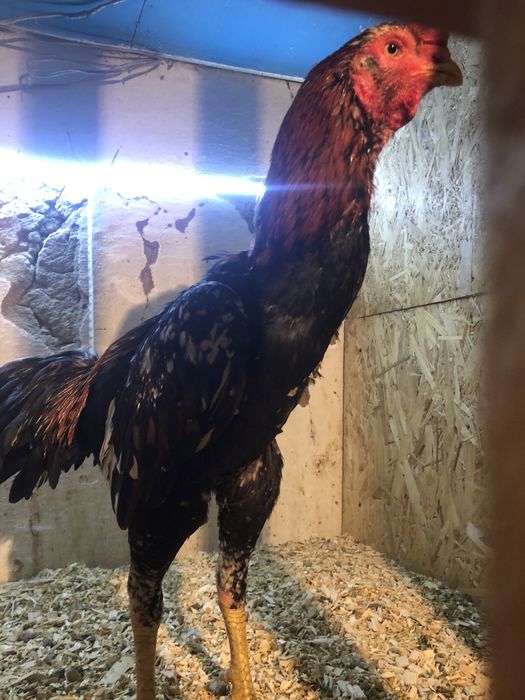 Дакан бойцовый петух