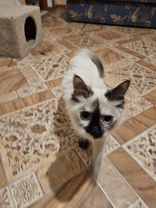 Лелика в хорошие ручки.