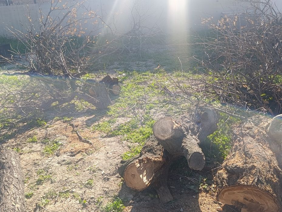 Дерево бесплатно