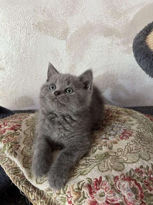 British shorthair