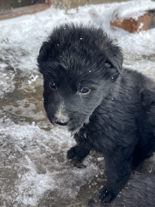 Щенята ищут дом. 6м, 4д