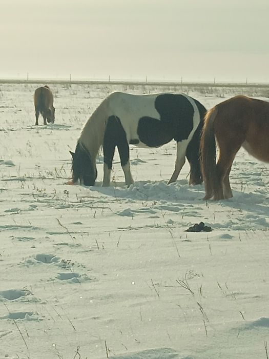 Продам жеребцов.