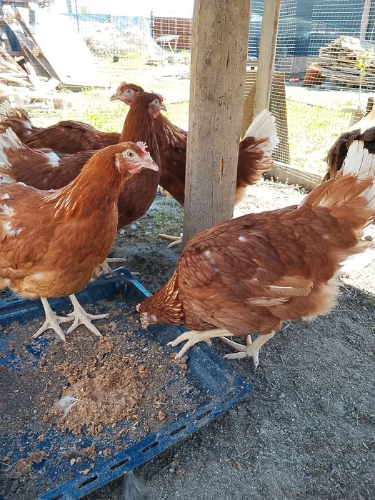 Продам куры домашние