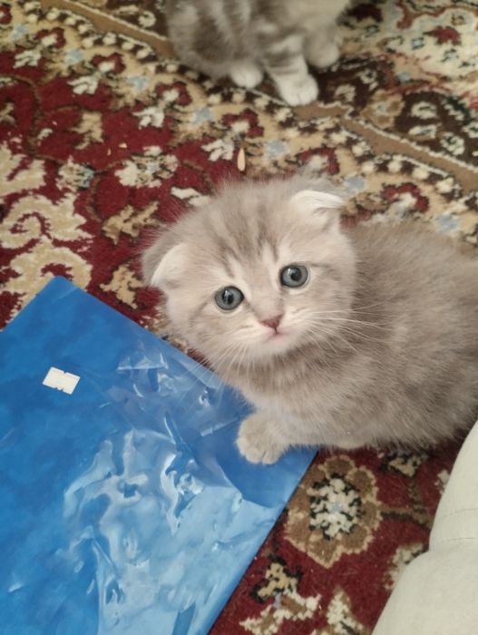 Британскиие котята