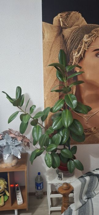 Arbore de Cauciuc ( Ficus Elastica )