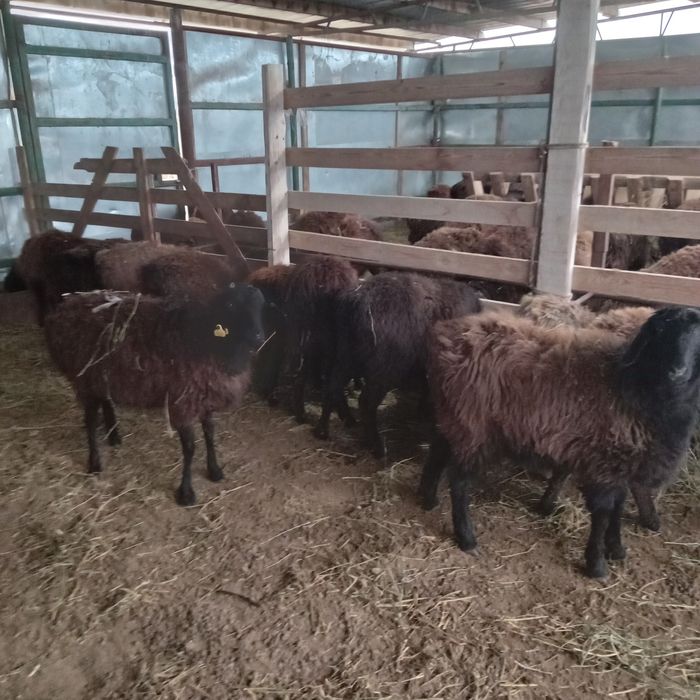 Тоқтылар сатылады!