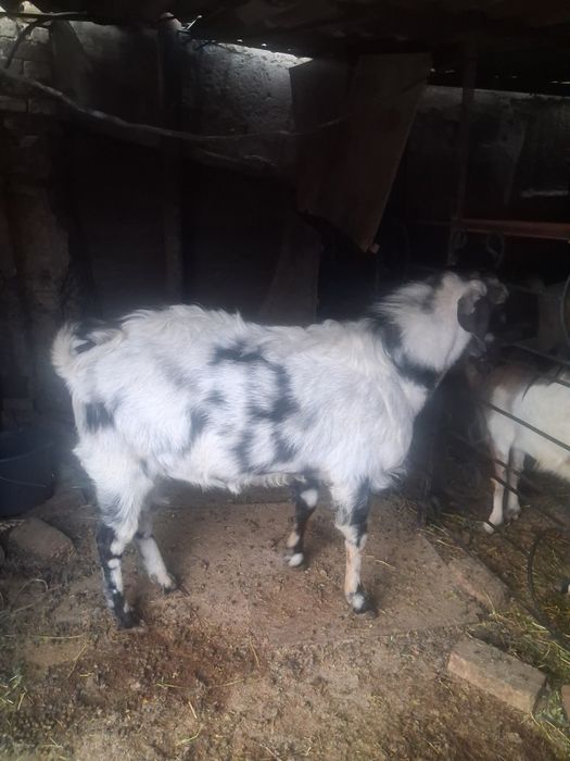 Ешки кашыруга Теке