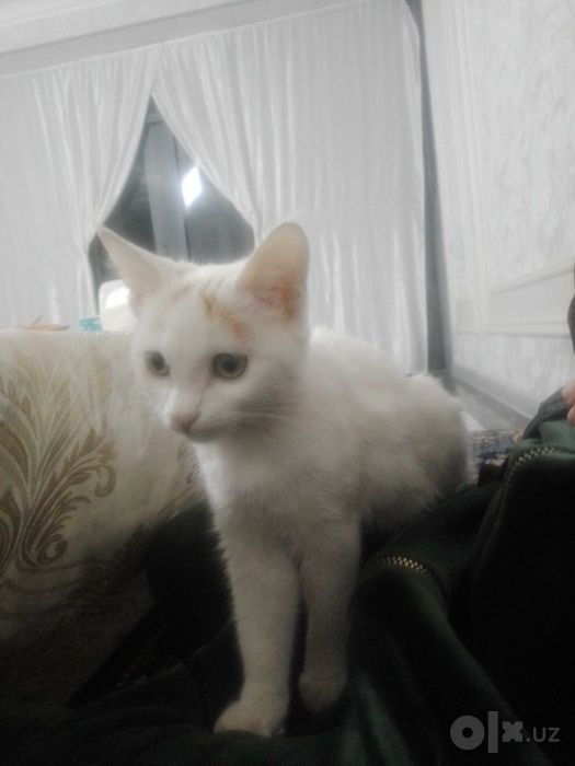 Mushukcha tozza sog‘lom
