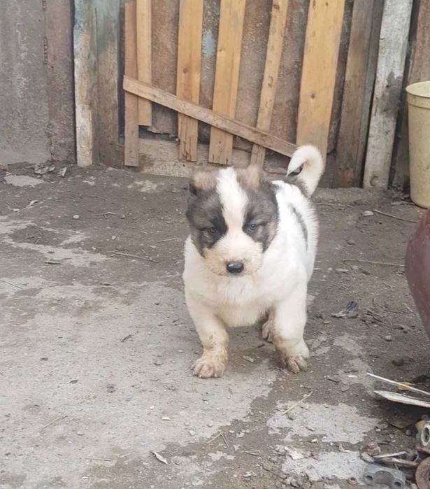 Алабай  (САО) щенок