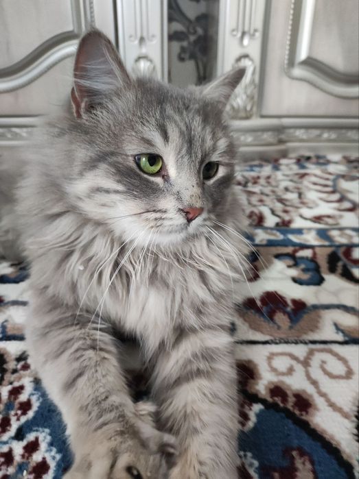 Кошка британская длиннашерстноя