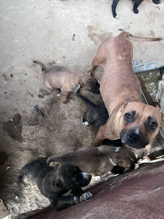 Продам смесь Питбуль и Алабая