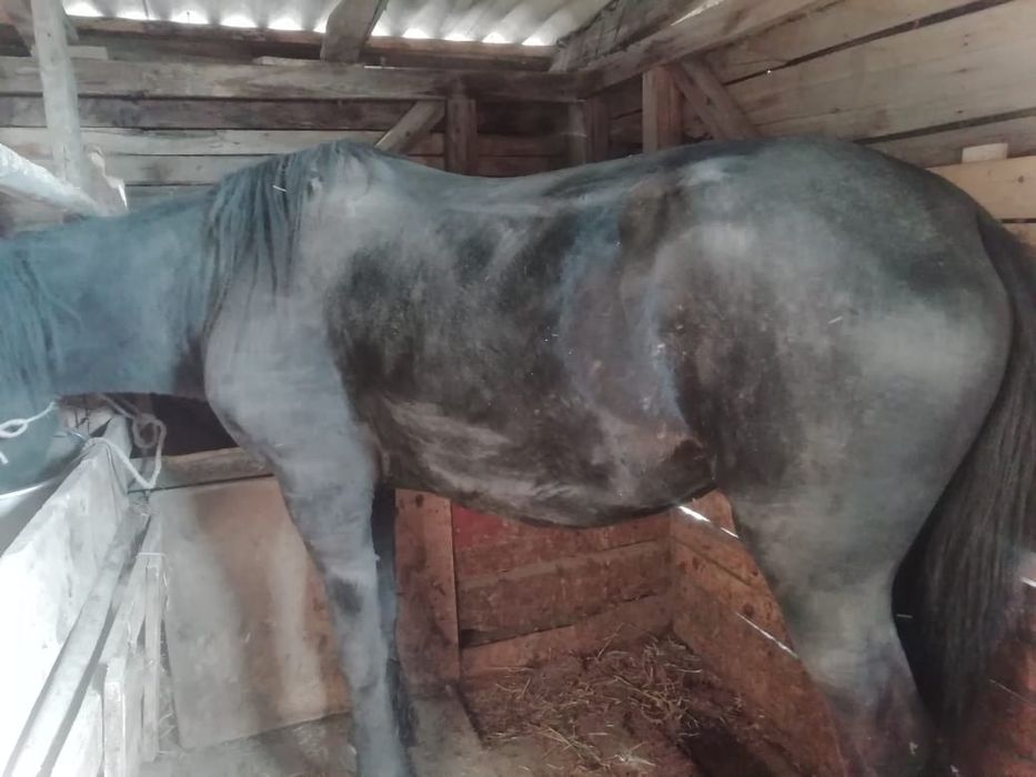 Продам откормленный бие